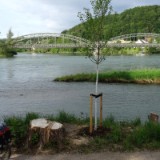 1505F 113 Aare fliesst in Rhein